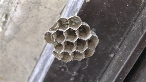 黃蜂築巢風水